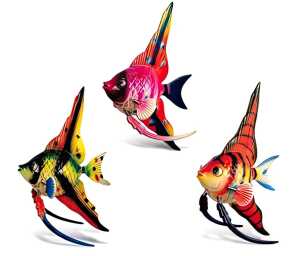 Elliot Diskusfisch/Angelfish High Fin