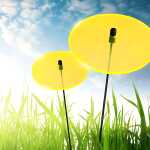 Elliot Lichtzauber Scheibe 6 cm gelb mit 25 cm Stab