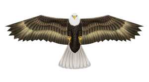 Elliot Birds of Prey - Eagle