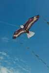 Elliot Drachen X-Kites Birds of Prey Eagle