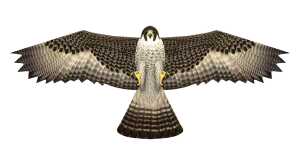 Elliot Birds of Prey - Falcon