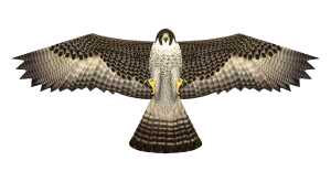 Elliot Drachen X-Kites Birds of Prey Falcon