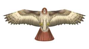 Elliot Birds of Prey - Hawk