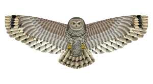 Elliot Birds of Prey - Owl