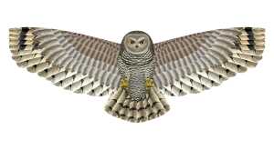 Elliot Drachen X-Kites Birds of Prey Owl