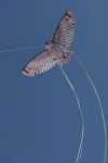 Elliot Drachen X-Kites Birds of Prey Owl