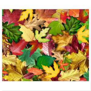 Ursus MOTIV-FOTOKARTON 300G.49,5x68CM,BLÄTTERWALD