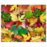 Ursus MOTIV-FOTOKARTON 300G.49,5x68CM,BLÄTTERWALD