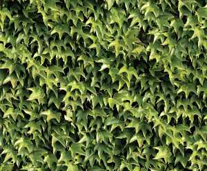 Ursus MOTIV-FOTOKARTON 300G.49,5x68CM,WEINRANKEN