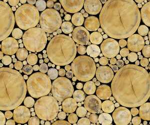 Ursus MOTIV-FOTOKARTON 300G.49,5x68CM,BAUMSCHEIBEN