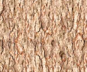 Ursus MOTIV-FOTOKARTON 300G.49,5x68CM,BAUMRINDE