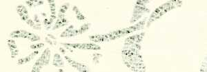 Ursus LACE PAPER 50G.50x70CM,BLUMEN