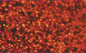 Ursus HOLOGRAMMFOLIE 50x70CM,5BG.ROT