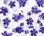Ursus TRANSP.PAPIER "FLORA"115G.A4,5BL.MOT.02