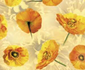 Ursus TRANSP.PAPIER "FLORA"115G.A4,5BL.MOT.04