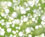 Ursus TRANSP.PAPIER "FLORA"115G.A4,5BL.MOT.05