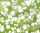 Ursus TRANSP.PAPIER "FLORA"115G.A4,5BL.MOT.05