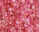 Ursus TRANSP.PAPIER "FLORA"115G.A4,5BL.MOT.06