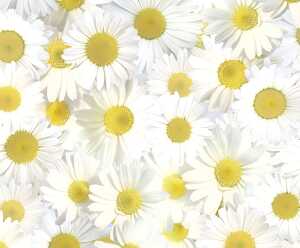 Ursus TRANSP.PAPIER "FLORA"115G.A4,5BL.MOT.08