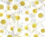 Ursus TRANSP.PAPIER "FLORA"115G.A4,5BL.MOT.08