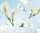 Ursus TRANSP.PAPIER "FLORA"115G.A4,5BL.MOT.10