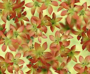 Ursus TRANSP.PAPIER "FLORA"115G.A4,5BL.MOT.11