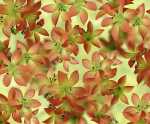Ursus TRANSP.PAPIER "FLORA"115G.A4,5BL.MOT.11