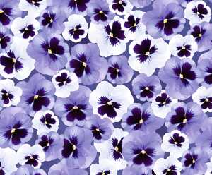 Ursus TRANSP.PAPIER "FLORA"115G.A4,5BL.MOT.12