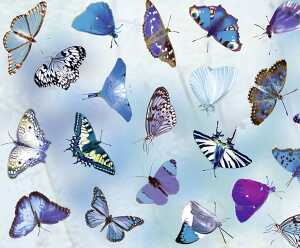 Ursus TRANSP.PAPIER "SCHMETTERLINGE"115G.A4,5BL.BLAU