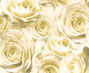 Ursus TRANSP.PAPIER "ROSEN"115G.A4,5BL.CHAMPAGNER