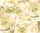 Ursus TRANSP.PAPIER "ROSEN"115G.A4,5BL.CHAMPAGNER