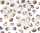 Ursus TRANSP.PAPIER "MARITIM"115G.A4,5BL.NAUTILUS