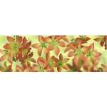 Ursus TRANSP.PAPIER "FLORA"115G.50x61CM,MOT.11