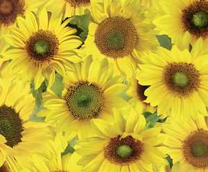 Ursus TRANSP.ROLLE "FLORA"115G.50x61CM,MOT.09