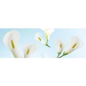 Ursus TRANSP.ROLLE "FLORA"115G.50x61CM,MOT.10
