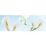 Ursus TRANSP.ROLLE "FLORA"115G.50x61CM,MOT.10