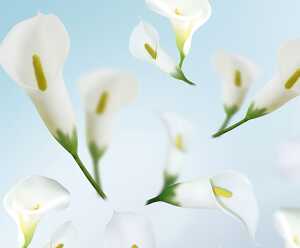 Ursus FOTOKTN.300G.DIN A4,5BL.FLORA CALLA