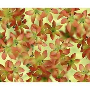 Ursus FOTOKTN.300G.DIN A4,25BL.FLORA TIGERLILIE