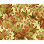 Ursus FOTOKTN.300G.DIN A4,25BL.FLORA TIGERLILIE