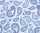Ursus TRANSP.PAPIER "PAISLEY"115G.A4,5BL.BLAU