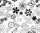 Ursus TRANSP.PAPIER "BLACK&WHITE"115G.A4,5BL. 4008525090663