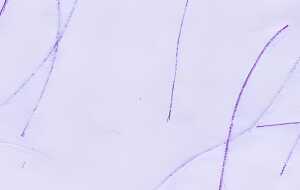 Ursus DIGITAL MIKADO 80G.10BL.DIN A4,LAVENDEL