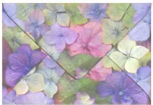 Ursus TRANSP.COUVERTS B6,5ST.FLORA HORTENSIE