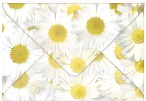 Ursus TRANSP.COUVERTS B6,5ST.FLORA MARGERITEN