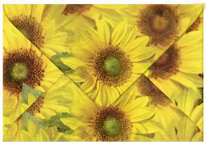 Ursus TRANSP.COUVERTS B6,5ST.FLORA SONNENBLUMEN