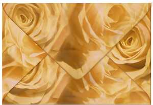 Ursus TRANSP.COUVERTS B6,5ST.ROSEN APRICOT