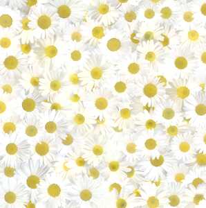 Ursus SCRAPB.PAPER TRANSP.12"x12",5BL.FLORA MARGERI