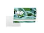 Trauer-Karten - Water Lily - weiß/blau/grün - C6 10 Karten + Umschläge