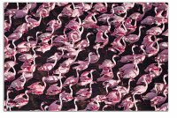 Veloflex Posterunterlage Flamingo 400x600