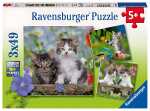 Ravensburger Puzzle 3x49 Teile Katzen - Süße...